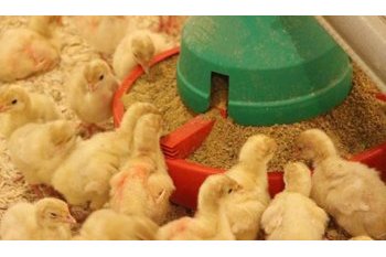 Poultry feed